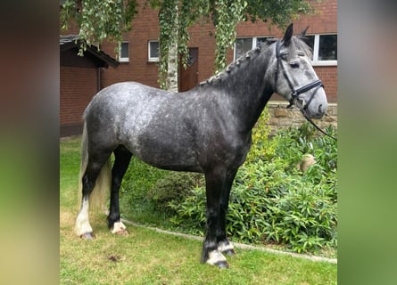 Cob Mix, Klacz, 4 lat, 151 cm, Siwa