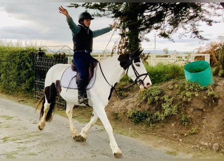 Cob, Klacz, 5 lat, 138 cm, Srokata