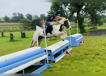 Cob, Klacz, 5 lat, 140 cm, Srokata