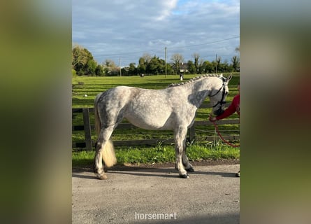 Cob, Klacz, 6 lat, 142 cm, Siwa