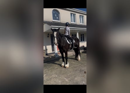 Cob, Klacz, 6 lat, 165 cm, Ciemnogniada