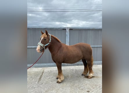 Cob, Klacz, 7 lat, 125 cm, Ciemnokasztanowata