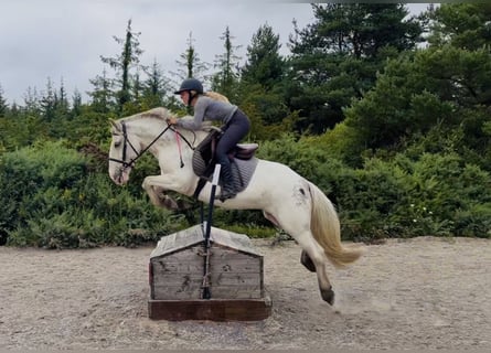 Cob, Klacz, 7 lat, 142 cm, Siwa w hreczce