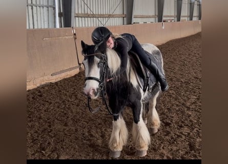 Cob, Mare, 11 years, 12.1 hh, Pinto