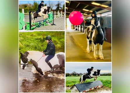 Cob, Mare, 12 years, 14.2 hh, Pinto