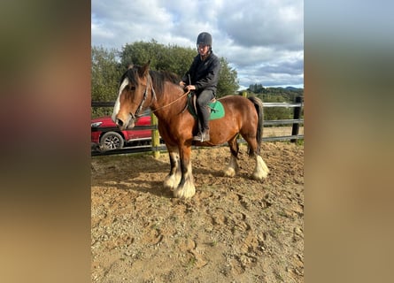 Cob, Mare, 14 years, 15,2 hh, Bay