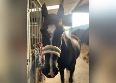 Cob, Mare, 15 years, 15 hh, Black