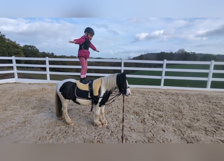 Cob, Mare, 4 years, 11.3 hh, Pinto