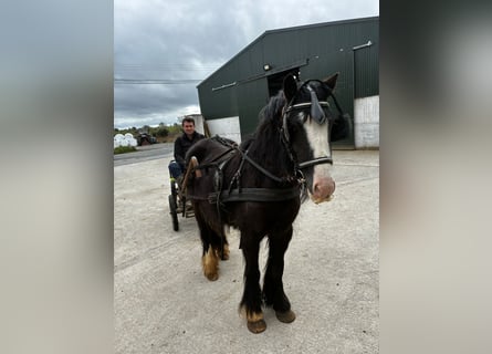 Cob, Mare, 4 years, 12.2 hh, Black