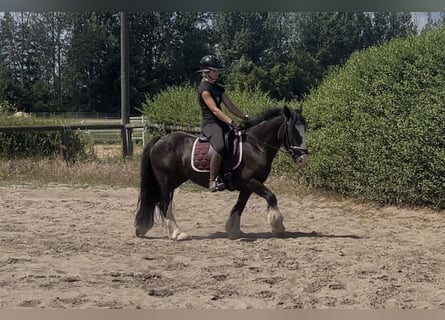 Cob, Mare, 4 years, 13,2 hh, Black