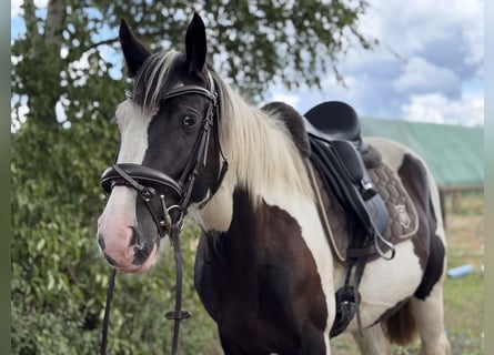 Cob Mix, Mare, 4 years, 14.1 hh, Tobiano-all-colors