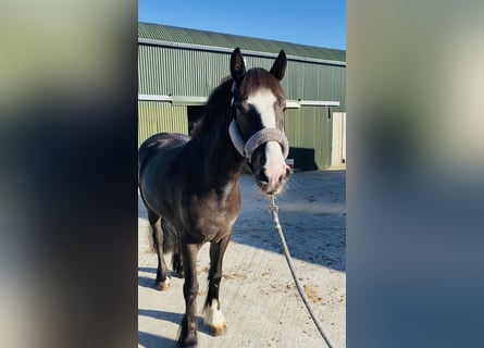 Cob, Mare, 4 years, 14,2 hh, Bay