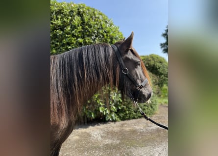 Cob, Mare, 4 years, 14,2 hh, Chestnut