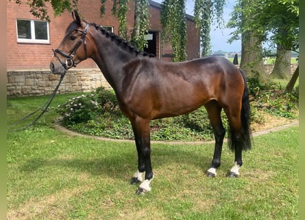 Cob, Mare, 4 years, 15 hh, Brown