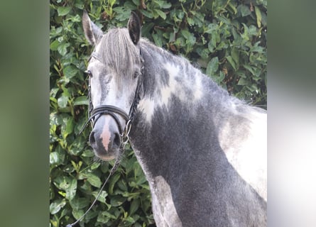 Cob Mix, Stute, 4 Jahre, Roan-Blue