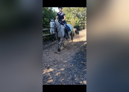 Cob, Mare, 5 years, 15,2 hh