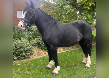 Cob, Mare, 5 years, 15,2 hh, Black