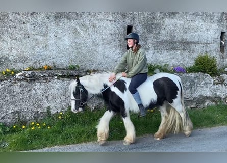 Cob, Mare, 6 years, 12.1 hh, Pinto