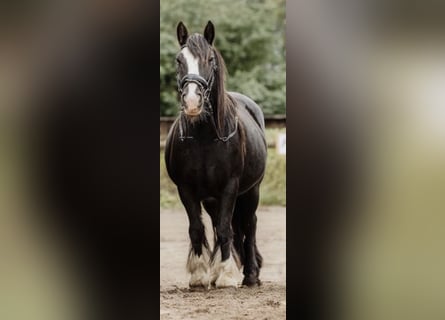 Cob Mix, Mare, 6 years, 13.2 hh, Black