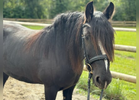 Cob, Mare, 6 years, 13,3 hh, Black