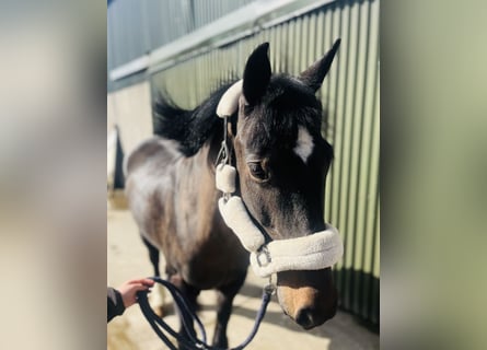 Cob, Mare, 6 years, 14,1 hh, Brown