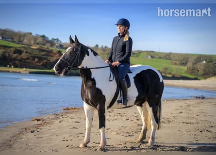 Cob, Mare, 6 years, 15,3 hh, Overo-all-colors