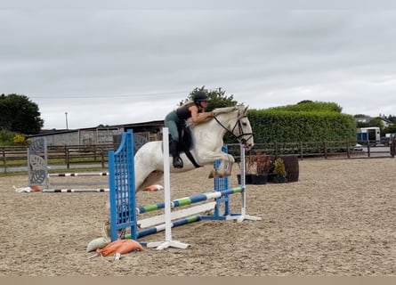 Cob, Mare, 7 years, 13.3 hh, Grey-Fleabitten