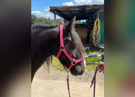 Cob, Stute, 7 Jahre, 14,2 hh, Schecke