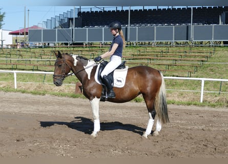 Cob, Mare, 7 years, 15,1 hh, Pinto