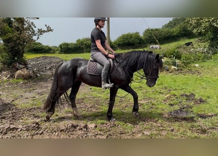 Cob, Mare, 8 years, 15.1 hh, Black