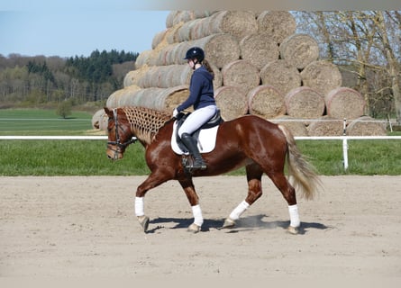 Cob, Mare, 8 years, 15.1 hh, Chestnut-Red
