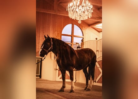 Cob, Mare, 8 years, 15,1 hh, Chestnut