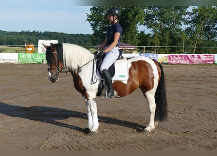 Cob, Merrie, 10 Jaar, 145 cm, Gevlekt-paard