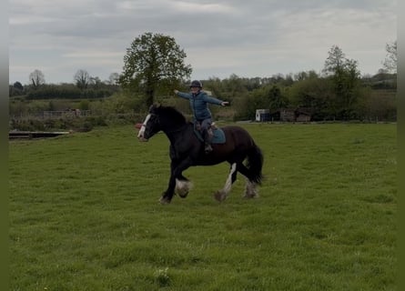 Cob, Merrie, 16 Jaar, 153 cm, Zwart