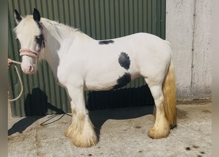 Cob, Merrie, 4 Jaar, 133 cm, Gevlekt-paard