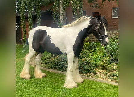 Cob, Merrie, 4 Jaar, 137 cm, Gevlekt-paard