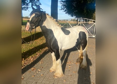 Cob, Merrie, 4 Jaar, 148 cm, Gevlekt-paard