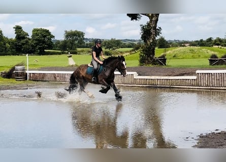 Cob, Merrie, 5 Jaar, 153 cm, Bruin
