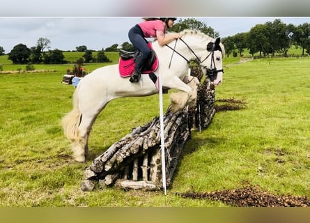 Cob, Merrie, 5 Jaar, 153 cm, Gevlekt-paard
