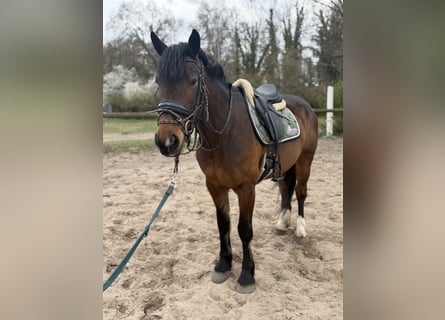 Cob Mix, Merrie, 5 Jaar, 155 cm, Bruin