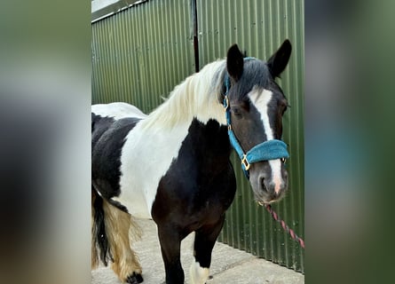 Cob, Merrie, 6 Jaar, 136 cm, Gevlekt-paard