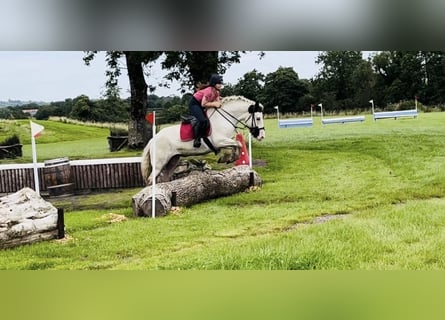 Cob, Merrie, 6 Jaar, 160 cm, Tobiano-alle-kleuren