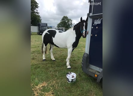 Cob, Merrie, 6 Jaar, 185 cm, Tobiano-alle-kleuren