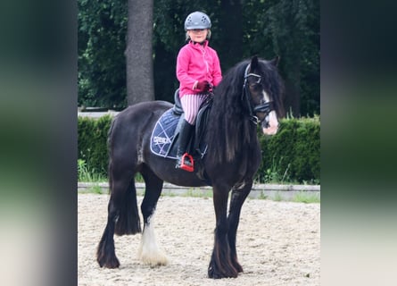 Cob, Merrie, 7 Jaar, 138 cm, Bruin