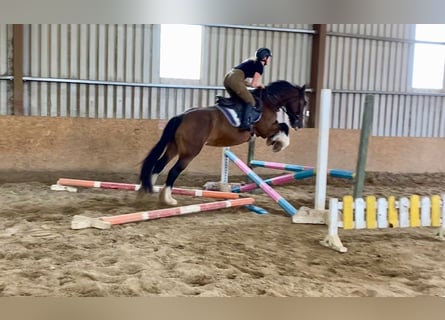 Cob, Merrie, 8 Jaar, 153 cm, Bruin