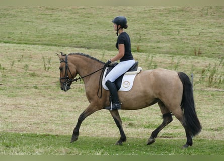 Cob, Merrie, 9 Jaar, 154 cm, Buckskin