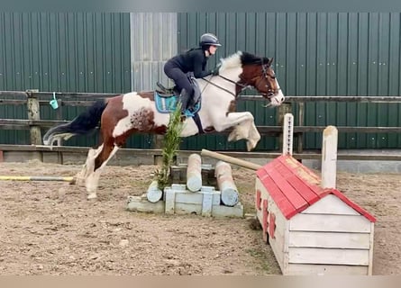 Cob, Ruin, 12 Jaar, 155 cm, Gevlekt-paard