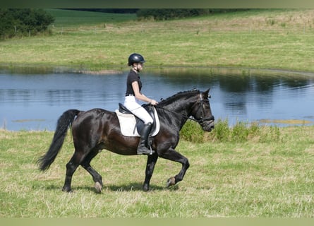 Cob, Ruin, 13 Jaar, 150 cm, Donkerbruin