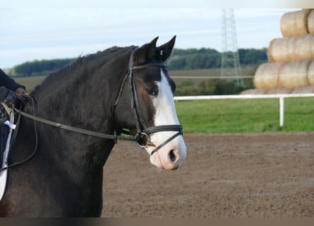 Cob, Ruin, 14 Jaar, Zwart