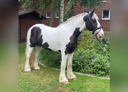 Cob, Wallach, 3 Jahre, 154 cm, Schecke